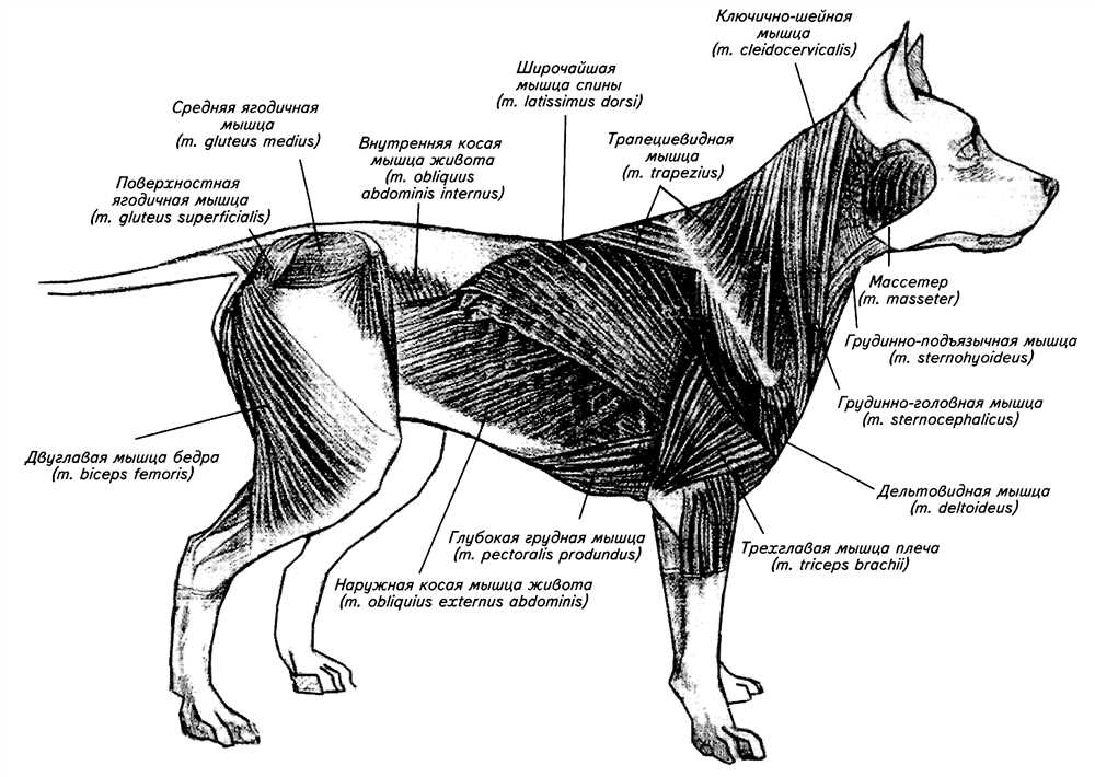 Глубокий взгляд на мышечную структуру собак: Как понять анатомию вашего питомца
