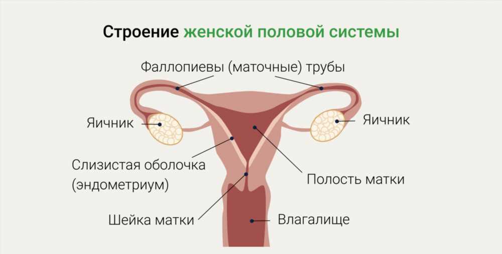 Глубокое погружение в анатомию матки: структура, функции и здоровье женщины