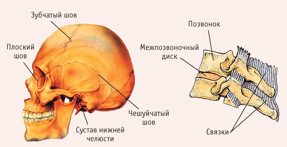 Исследование соединений костей пояса верхней конечности: анатомия, функции и расстройства