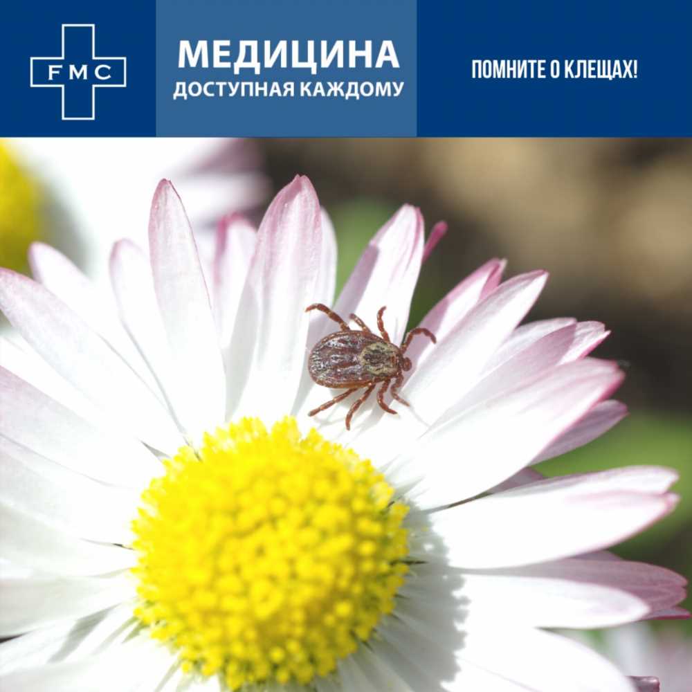 Избегаем укусов комаров: 10 эффективных способов защиты от назойливых насекомых