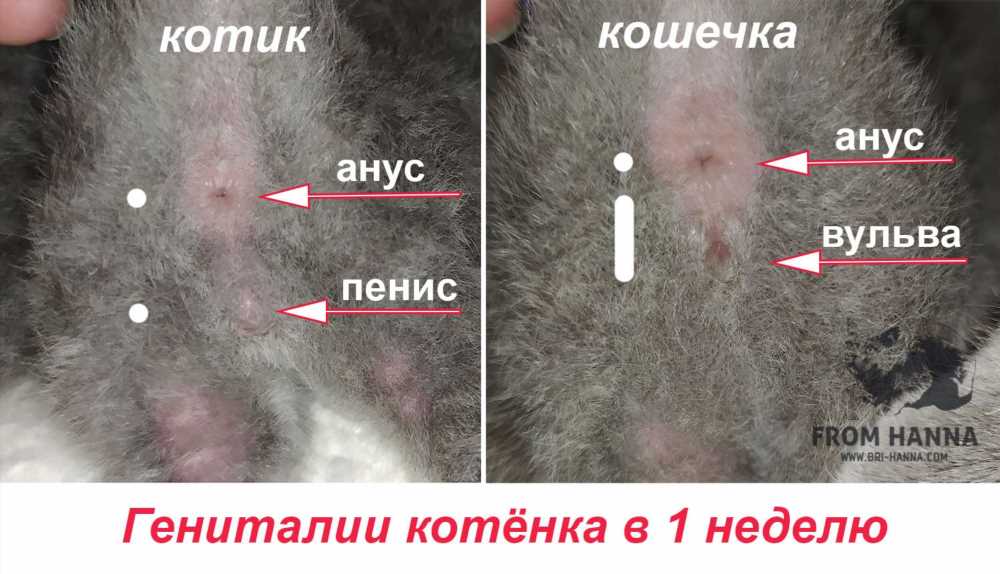 Как отличить котенка мальчика от девочки: советы и признаки