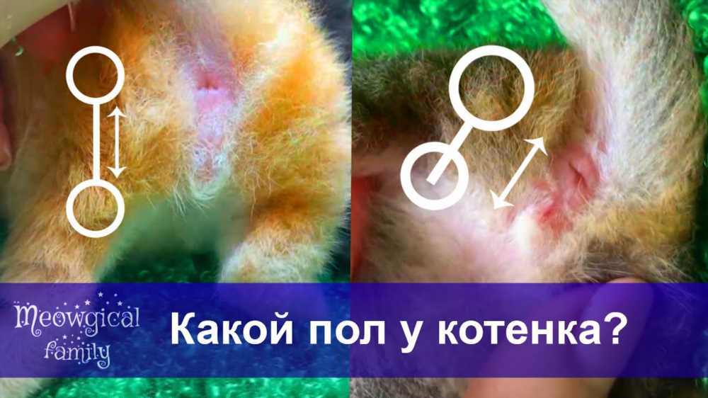 Как узнать пол котенка: отличия котенка от кота