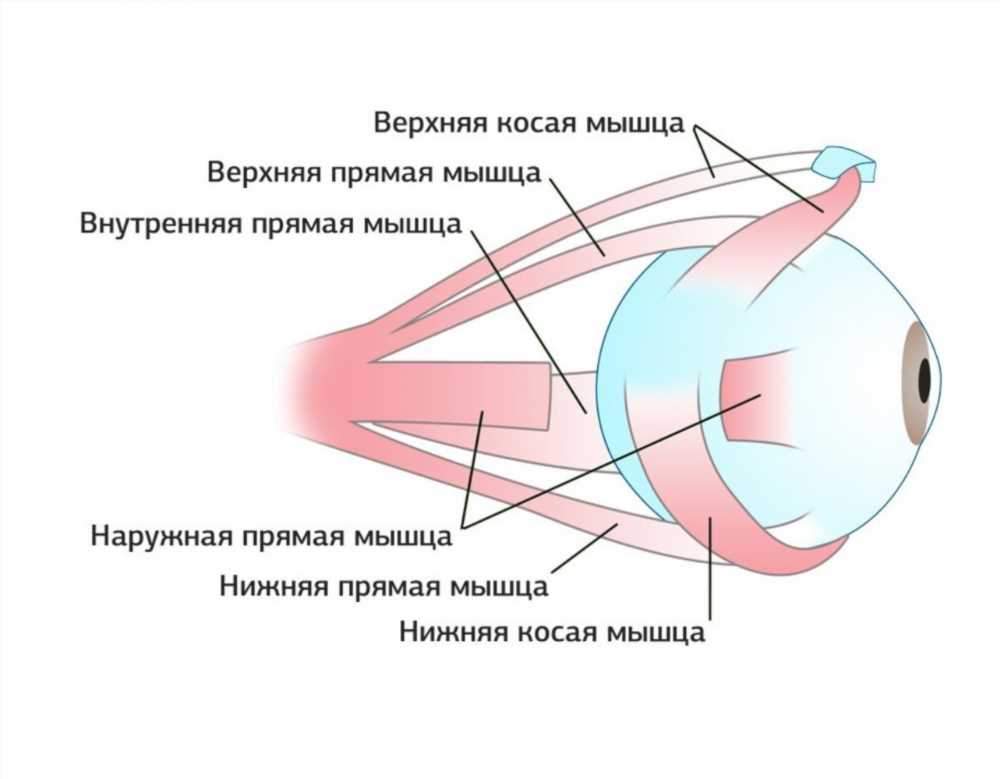 Массаж глаз при миопии: эффективные методы для улучшения зрения