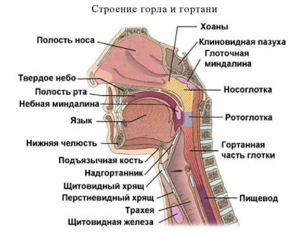 Онкология ЛОР-органов: Симптомы, Диагностика и Современные Методы Лечения