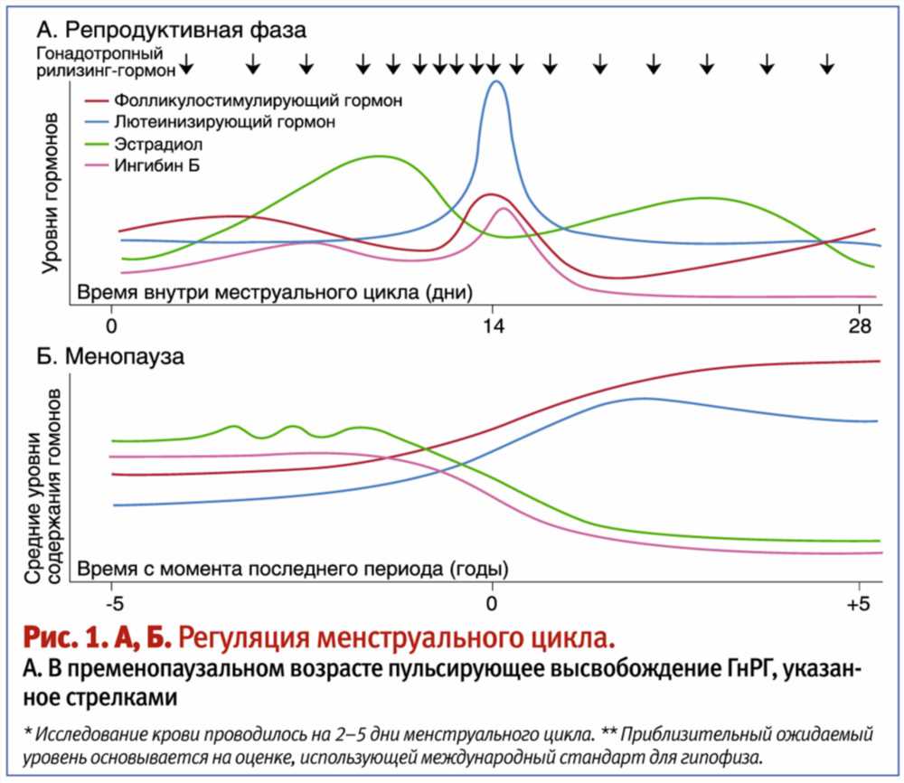 Понимание Взаимосвязи Между «Женскими» Гормонами и Изменениями Настроения во Время Овуляции