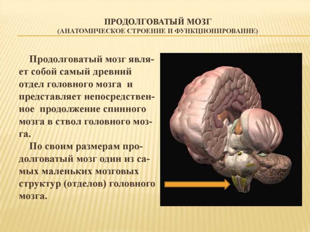 Расширенный взгляд на строение и функции продолговатого мозга у человека