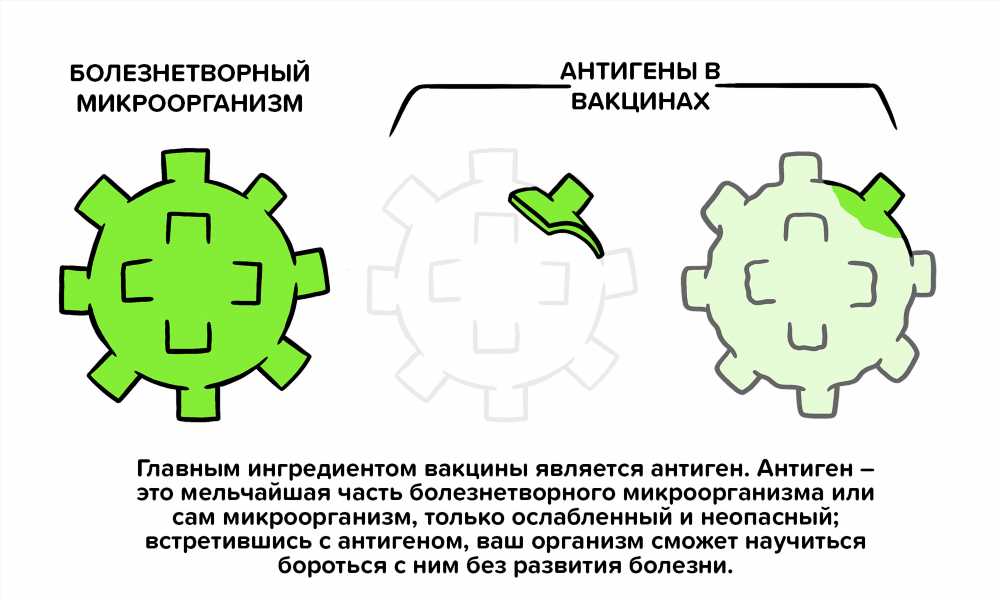 Вакцинация: Понимание Механизмов и Действия