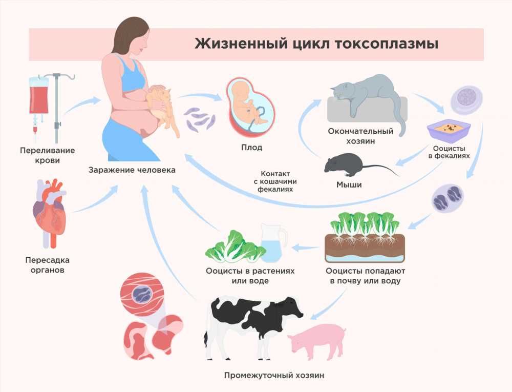 Влияние токсоплазмоза на беременность: причины, симптомы и профилактика