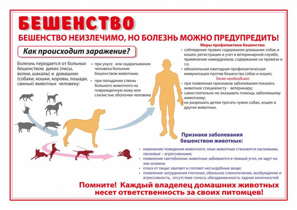 Все, что вы должны знать о первой прививке для йорка: руководство для заботливых владельцев