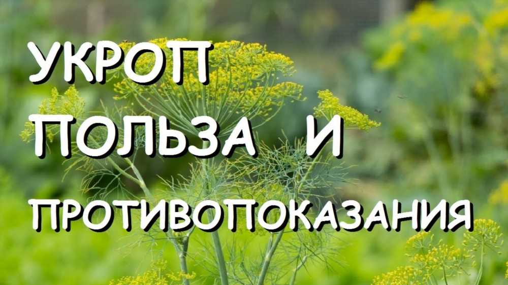 Все о семенах укропа: лечебные свойства, рецепты и противопоказания